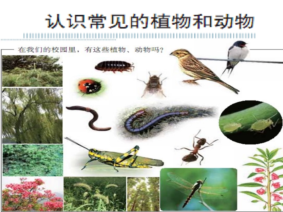 1.校园生物大搜索_第2页