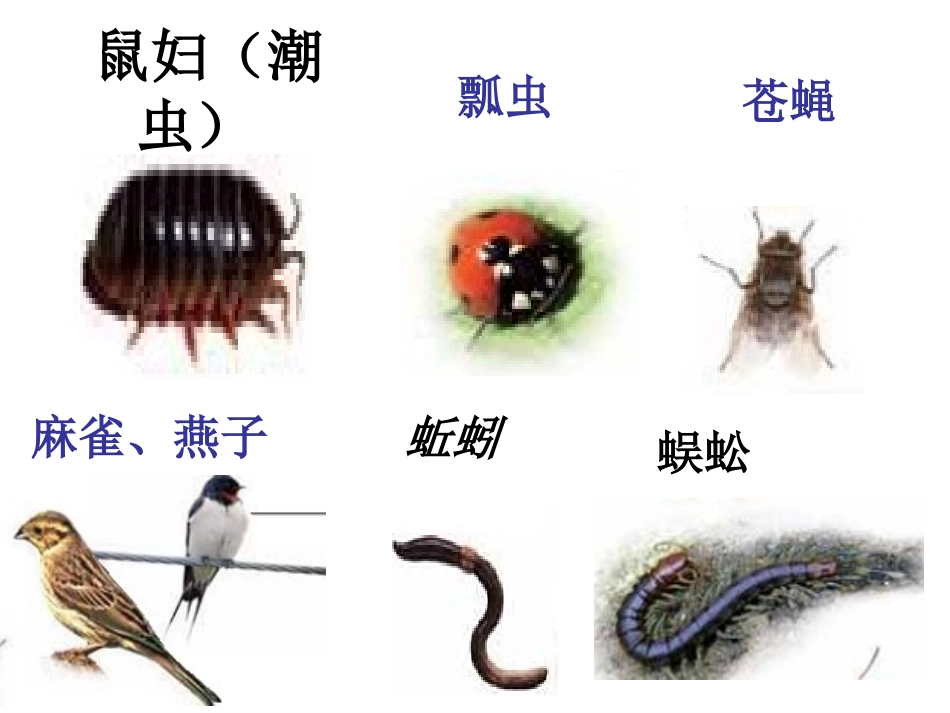1.校园生物大搜索_第3页
