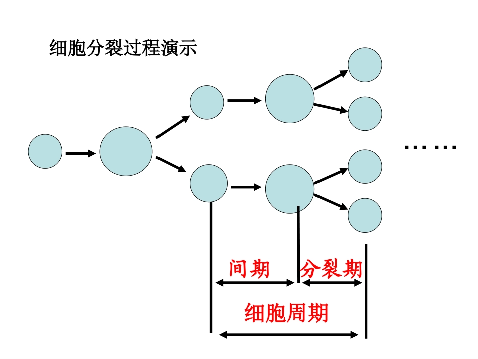 天津2012高中生物复习-生物：1.6.1《细胞的增殖》.课件-新人教版必修1_第3页
