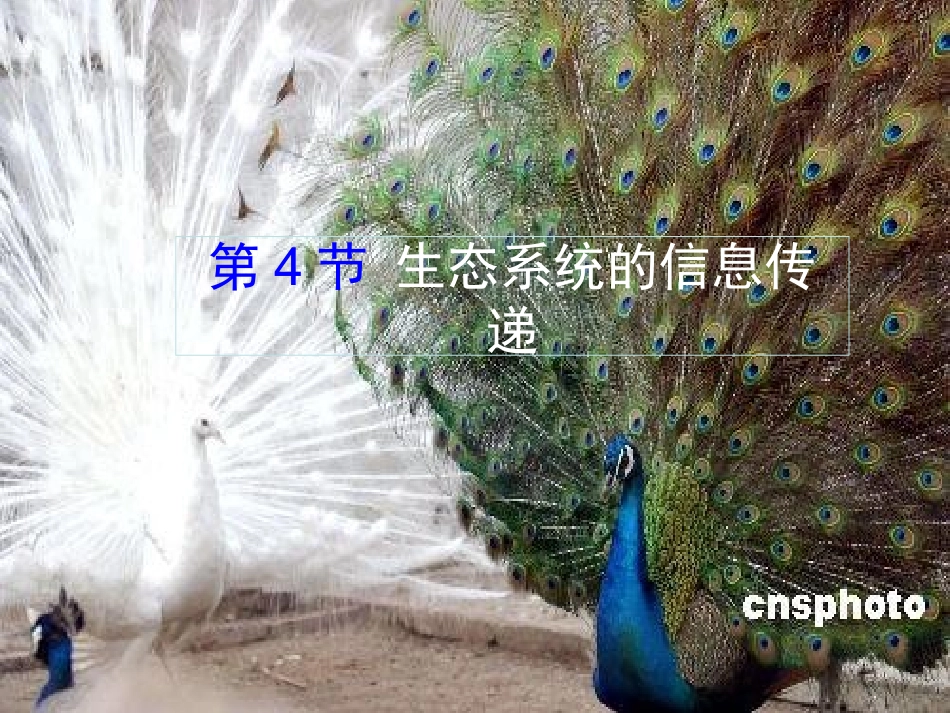 生态系统中的信息传递_第1页