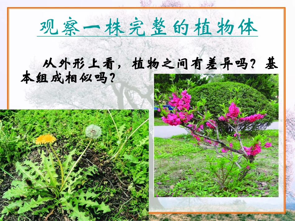 9.1植物体的组成_第2页