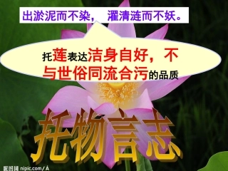 17紫藤萝瀑布