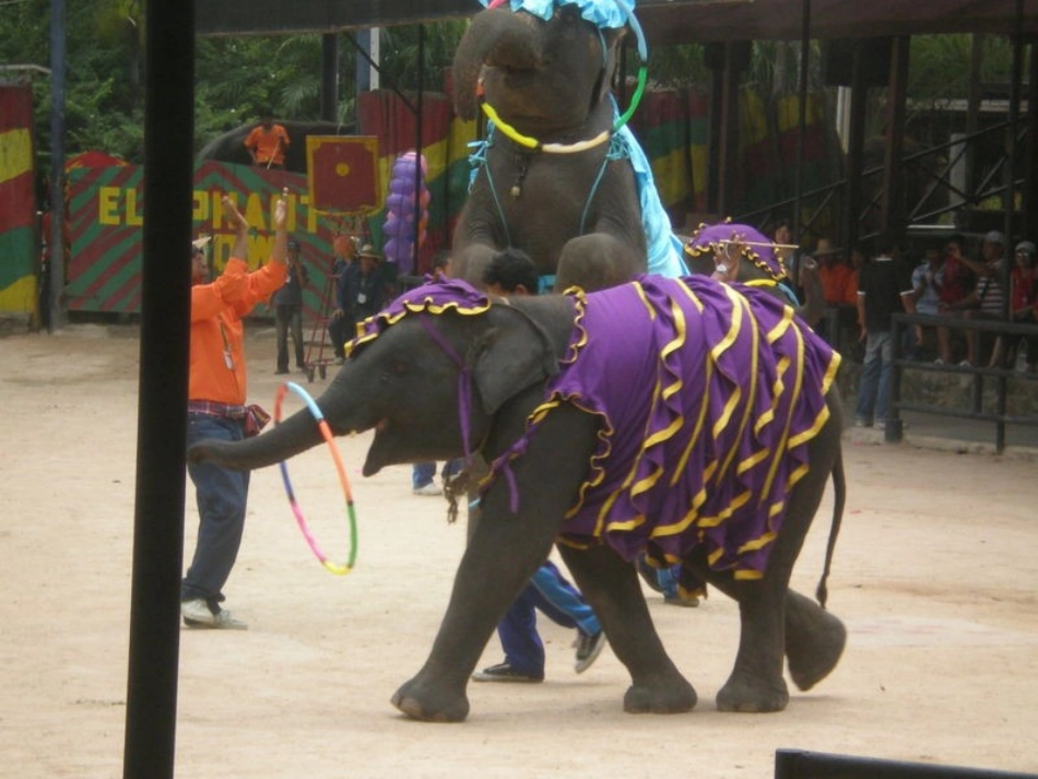 《彩的大象表演》课件1_第3页