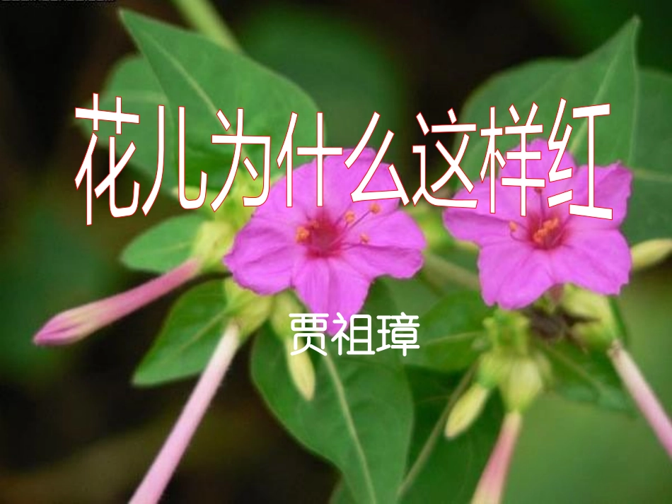 14.花儿为什么这样红_第1页