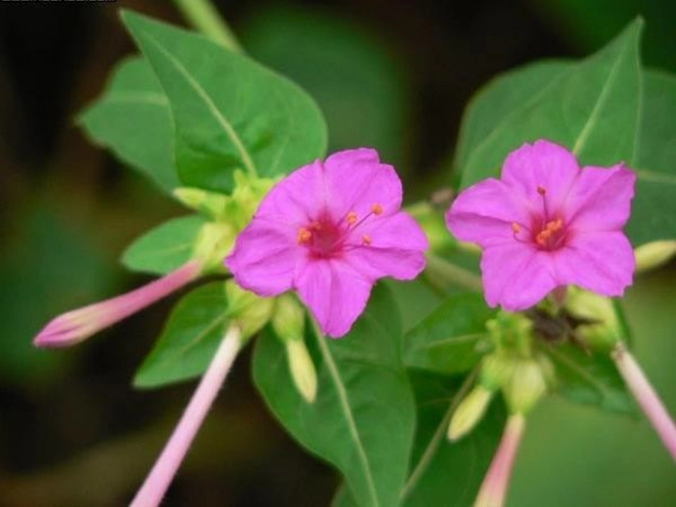 14.花儿为什么这样红_第3页