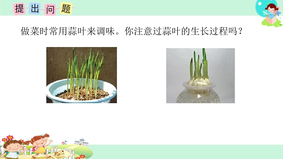 ●蒜叶的生长_第2页