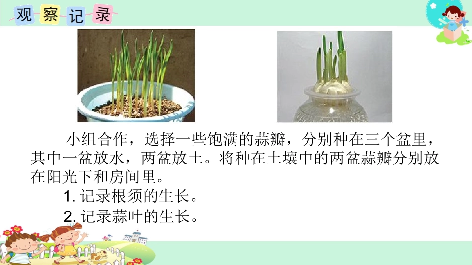 ●蒜叶的生长_第3页