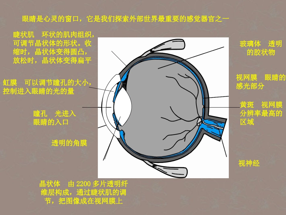 安徽省阜南县三塔中学八年级物理下册《6.4眼睛和眼镜》课件-北师大版_第2页