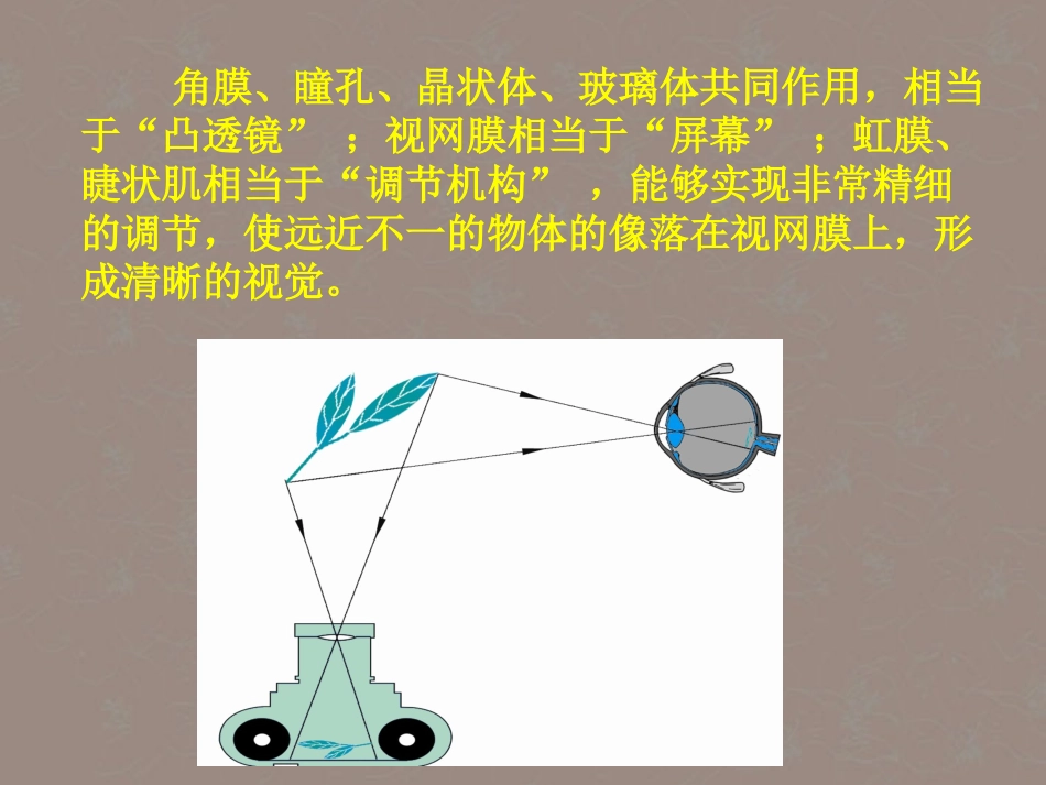 安徽省阜南县三塔中学八年级物理下册《6.4眼睛和眼镜》课件-北师大版_第3页