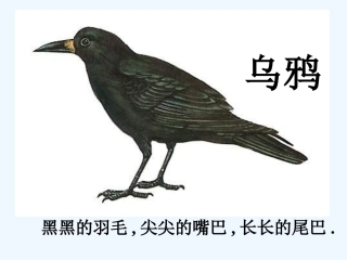 (部编)人教2011课标版一年级上册乌鸦喝水-(11)