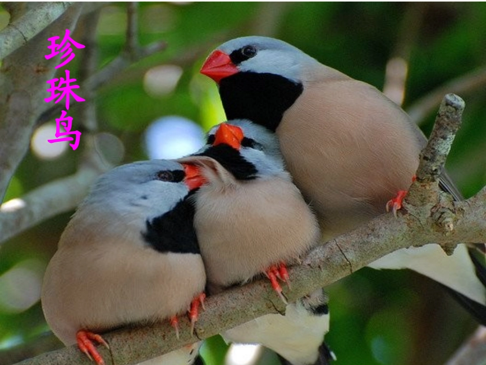 苏教版四年级珍珠鸟_第1页