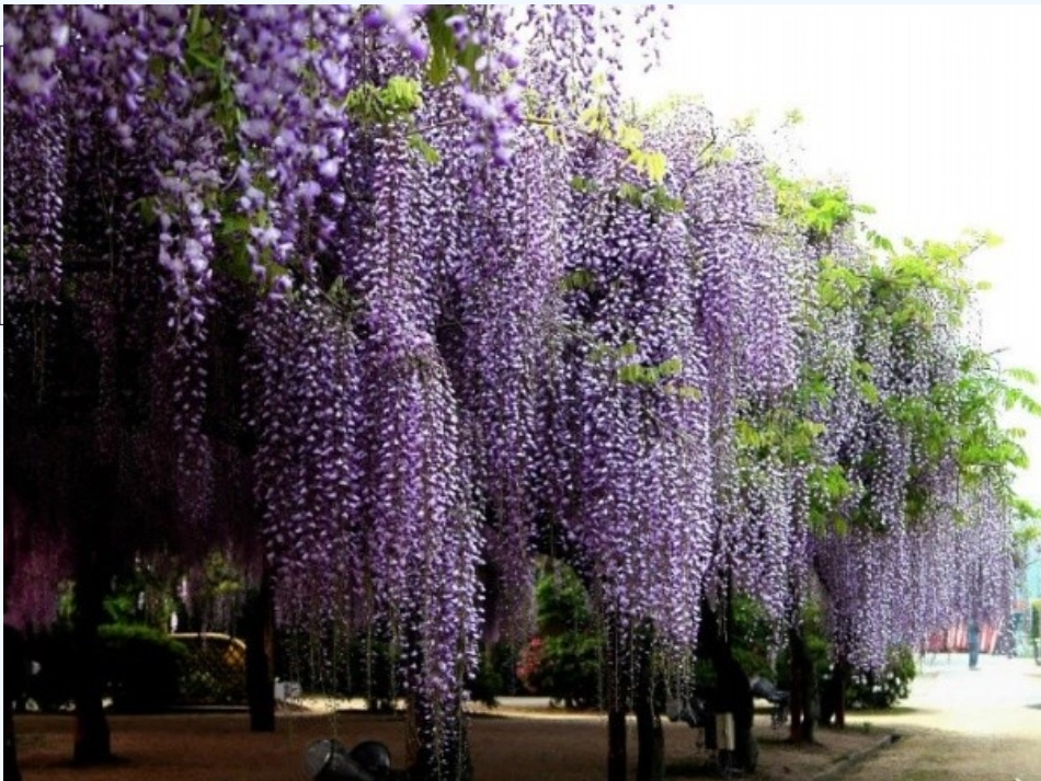 (部编)初中语文人教2011课标版七年级下册《紫藤萝瀑布》PPT课件-(3)_第1页