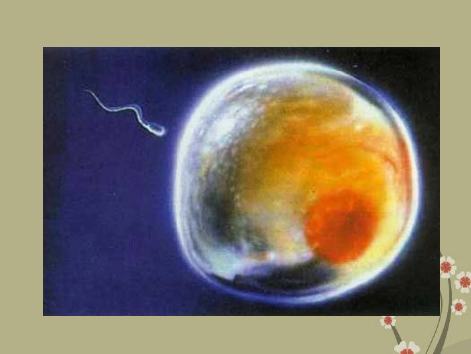 广州市白云区汇侨中学七年级生物上册《2.3.1动物体的结构层次》课件-新人教版_第1页