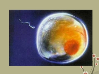 广州市白云区汇侨中学七年级生物上册《2.3.1动物体的结构层次》课件-新人教版