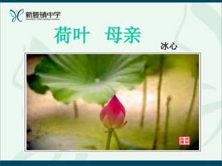 (部编)初中语文人教2011课标版七年级上册荷叶--母亲-(3)