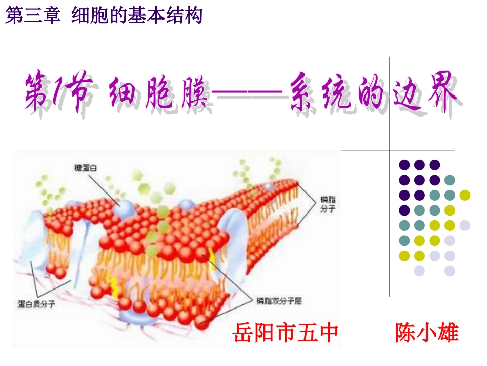 第一节细胞膜的结构与功能-(2)_第1页