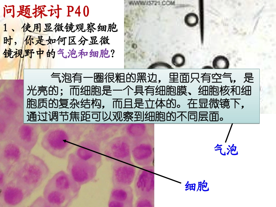 第一节细胞膜的结构与功能-(2)_第3页