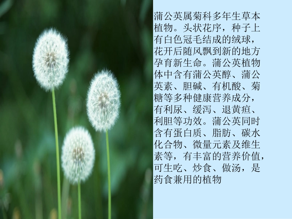 16金色的草地_第2页