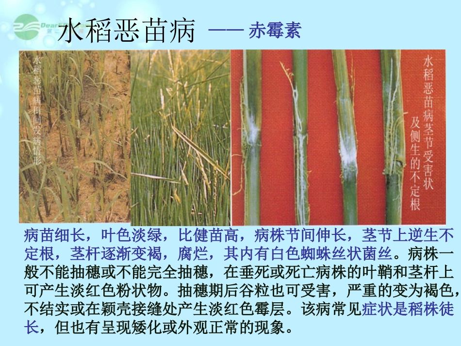 吉林省松原市扶余县第一中学高二生物《33其它植物激素》课件2_第3页