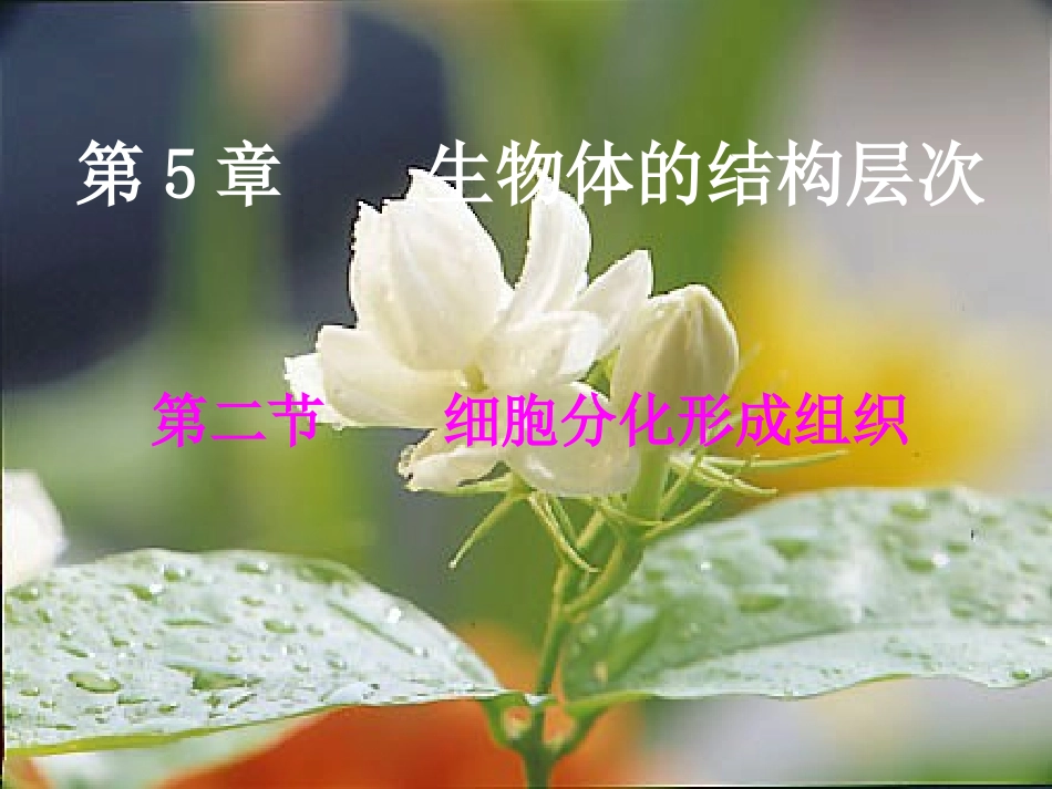 七年级生物上册《5.2-细胞分化形成组织》课件-冀教版_第1页