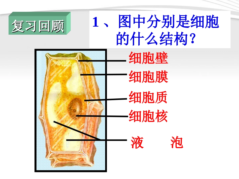 七年级生物上册-《动物细胞》课件-人教新课标版_第2页