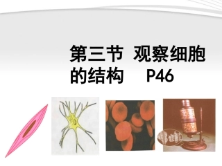 七年级生物上册-《动物细胞》课件-人教新课标版