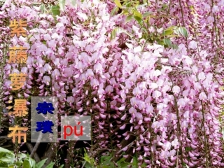 (部编)初中语文人教2011课标版七年级下册17《紫藤萝瀑布》