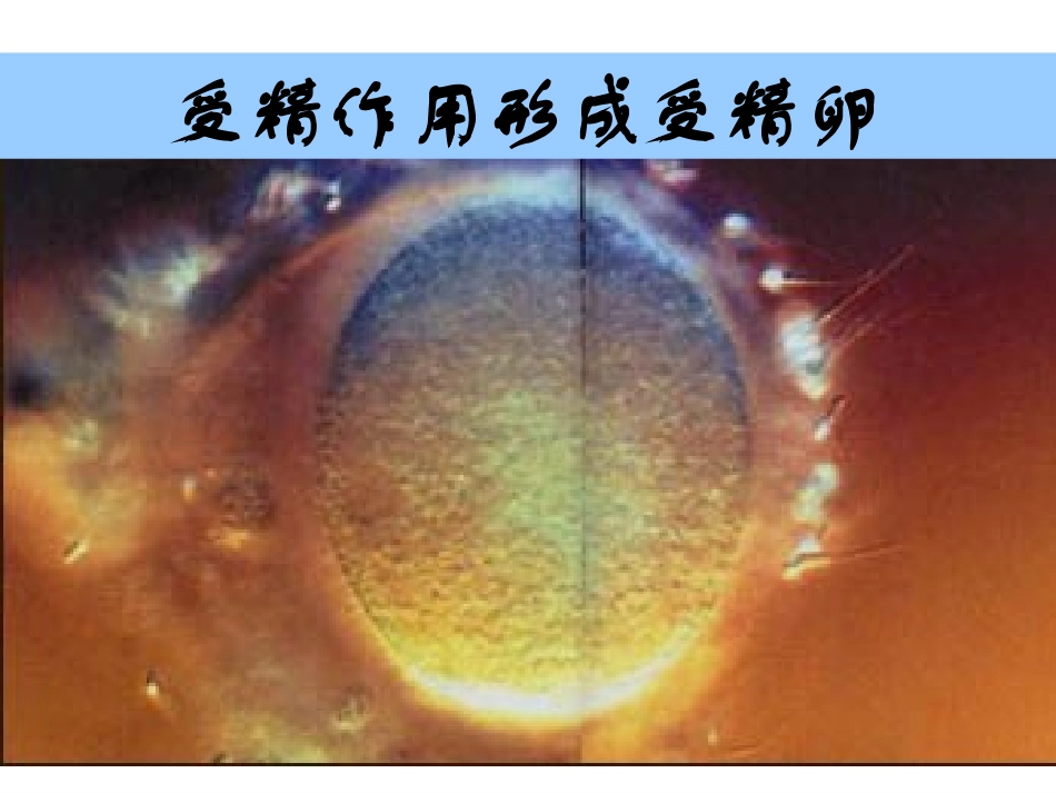 高一生物-细胞的分化和全能性课件苏教版必修1_第2页