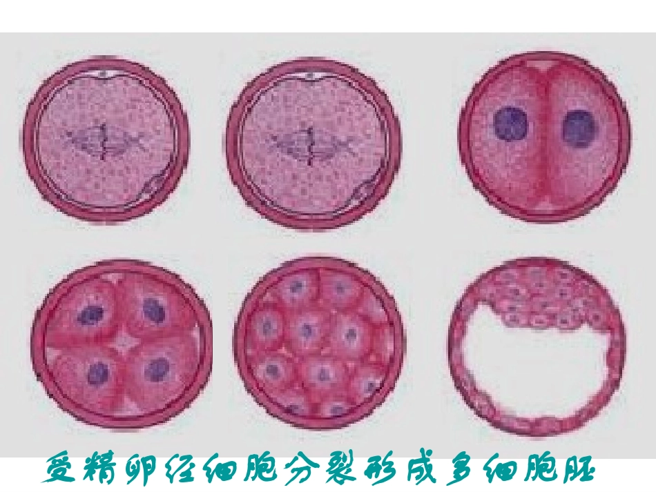 高一生物-细胞的分化和全能性课件苏教版必修1_第3页
