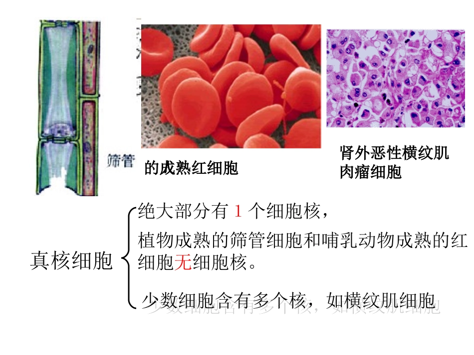 第四节细胞核_第3页