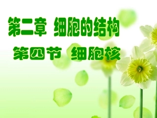 第四节细胞核