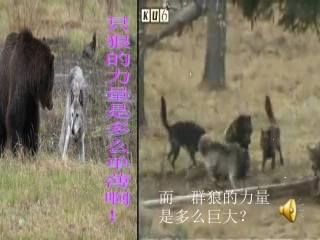 《狼群》演示型课件