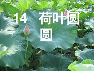《荷叶圆圆》课件