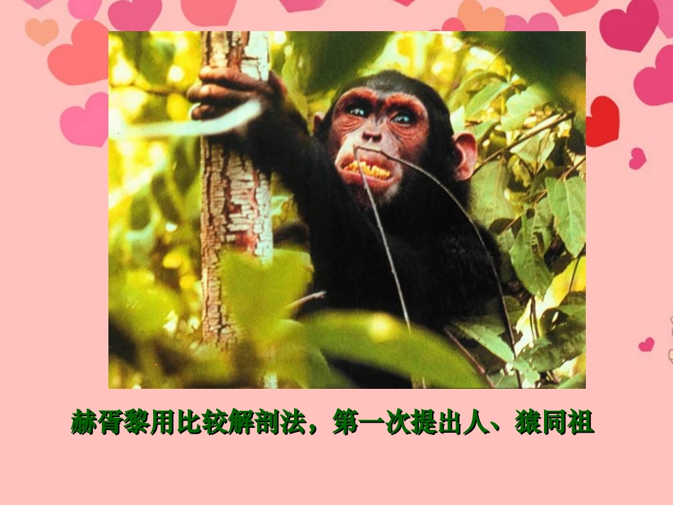 甘肃省白银市会宁县新添回民中学八年级生物下册-人类的起源和进化课件_第3页