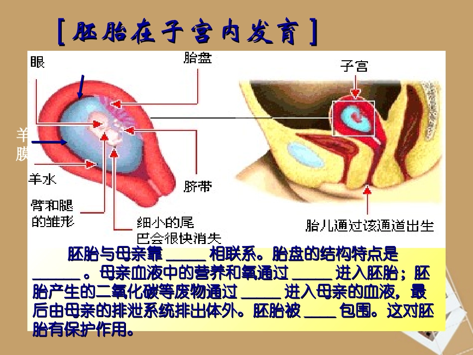 浙江省桐乡三中七年级科学下册《新生命的诞生》第二课时课件-浙教版_第3页