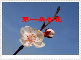 第一朵杏花1