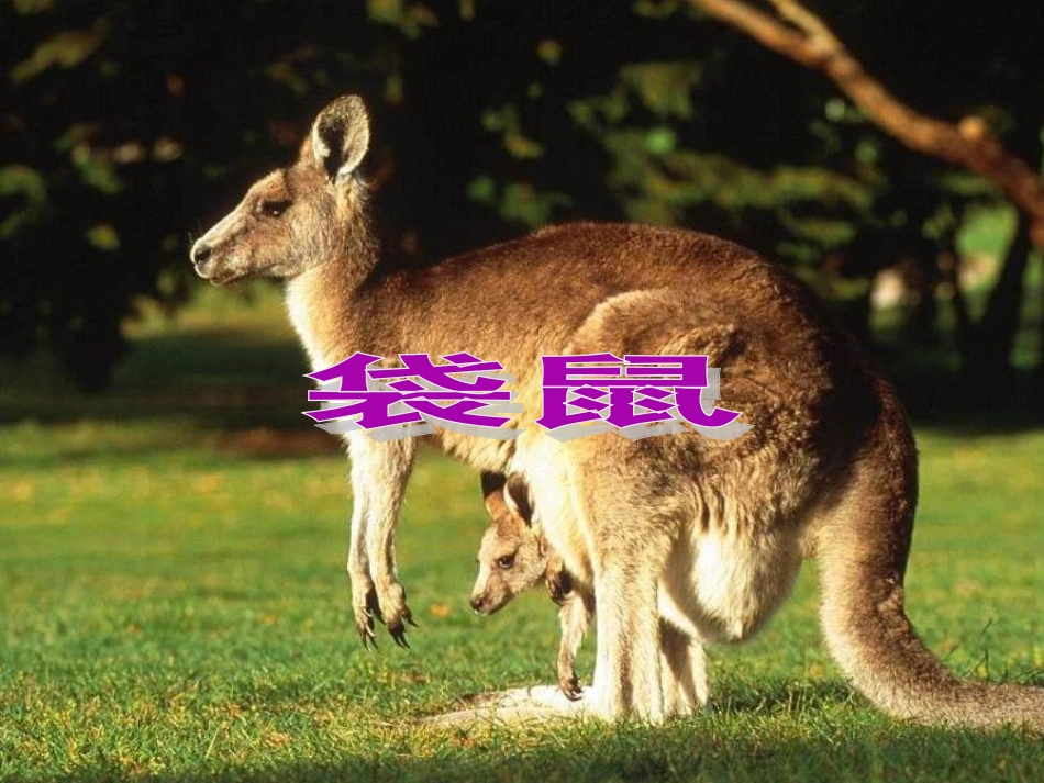 《松鼠和松果》PPT课件_第3页