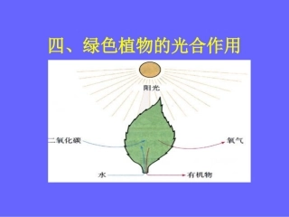 高中生物四-光合作用复习(PPT课件)苏教版必修1