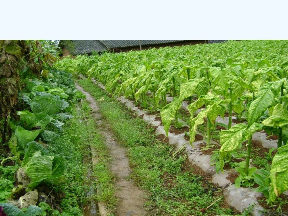 (部编)人教语文2011课标版一年级下册棉花姑娘-(21)_第3页