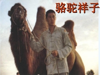 (部编)初中语文人教2011课标版七年级下册名著导读《骆驼祥子》-(6)