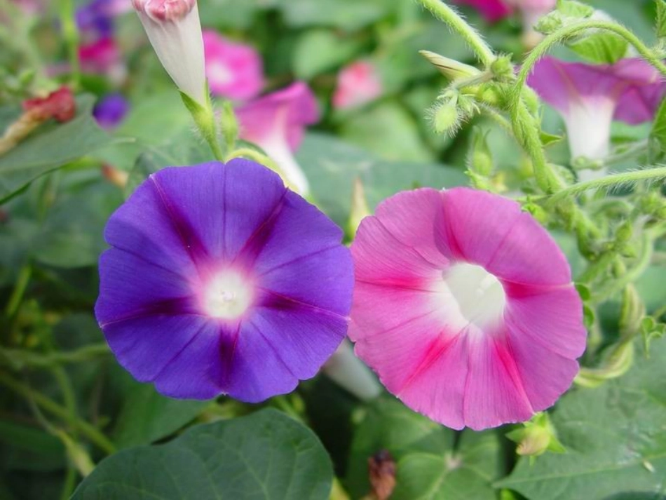 小学语文三年级课件-花钟_第3页