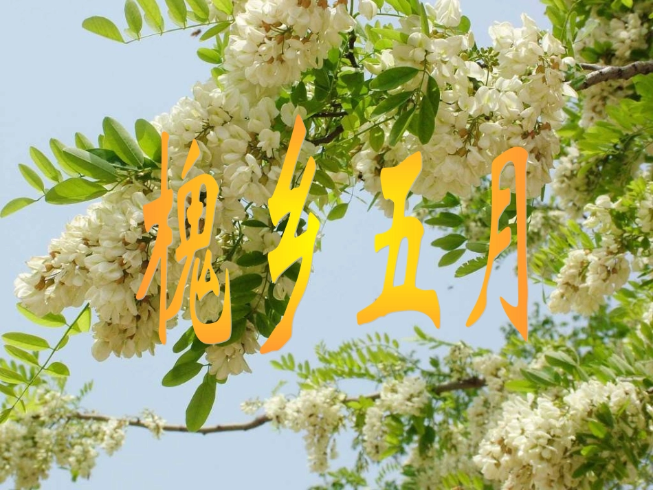《槐乡五月》课件_第1页