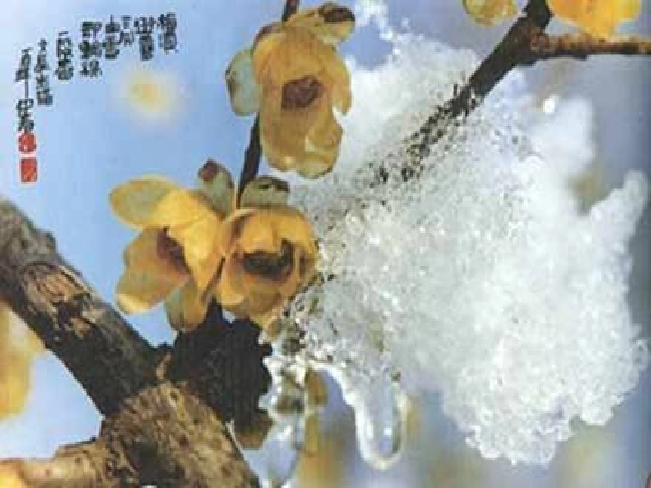 6《梅花魂》ppt课件4_第1页