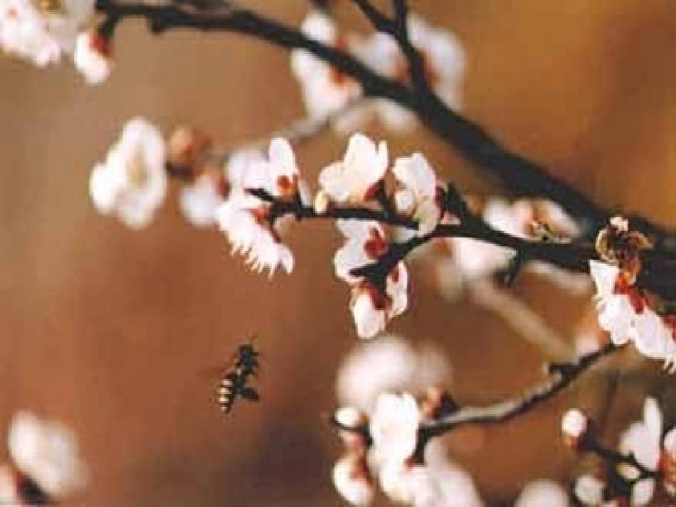 6《梅花魂》ppt课件4_第2页