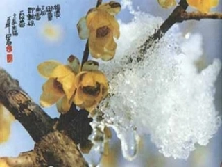 6《梅花魂》ppt课件4