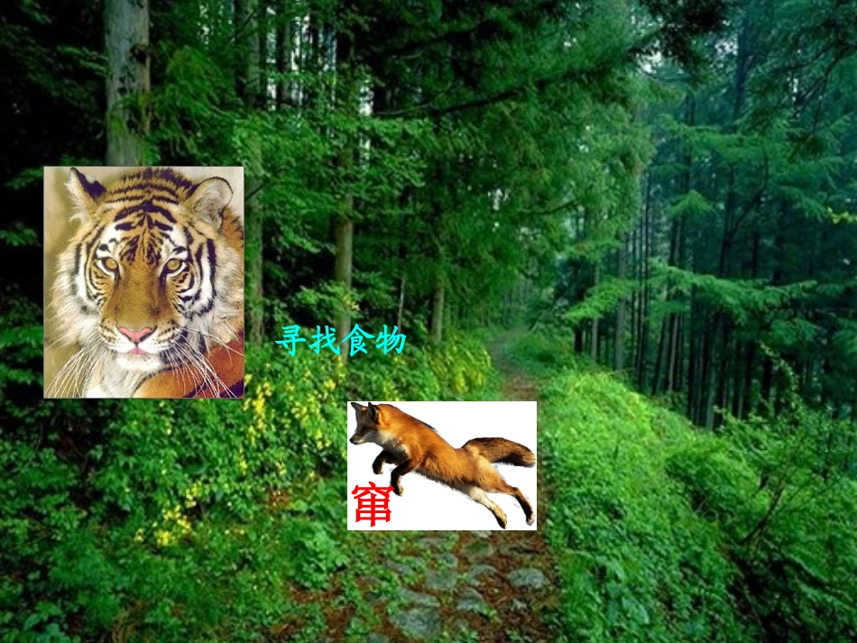 《狐假虎威》PPT课件之二(苏教版二年级语文下册课件)_第3页