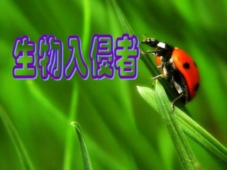 七年级语文下册-第23课《生物入侵者》课件-鲁教版
