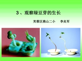 观察绿豆芽的生长