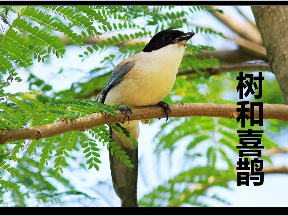 (部编)人教语文2011课标版一年级下册树和喜鹊(第二课时)_第1页