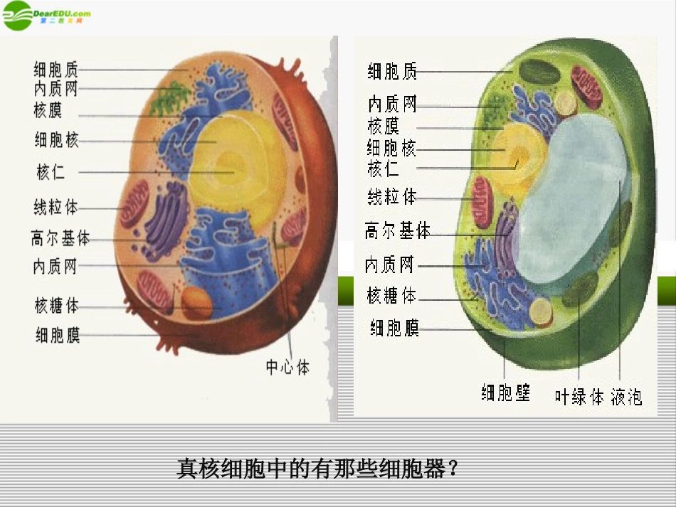 高中生物《细胞质》课件7-浙科版必修1_第2页